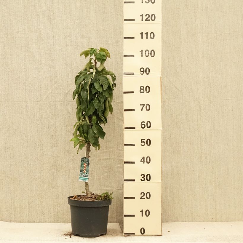 Exemplar von Apfelbaum Red Sensation - Malus domestica Topf mit 4L/5L, Säulenförmig wie im Sommer geliefert