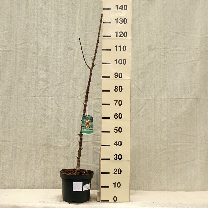Exemplar von Apfelbaum Red Sensation - Malus domestica Topf mit 4L/5L, Säulenförmig wie im Frühjahr geliefert