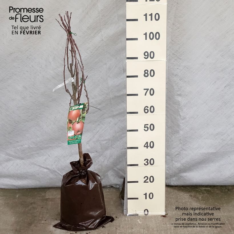 Exemplar von Apfelbaum Regali - Malus domestica Plug "Fertig-zum-Pflanzen", Gobelet-Form wie im Winter geliefert