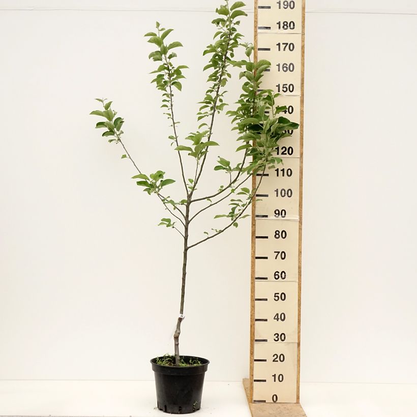 Exemplar von Goldparmäne Reine des Reinettes - Malus domestica Topf mit 7,5L/10L, Gobelet-Form wie im Frühjahr geliefert