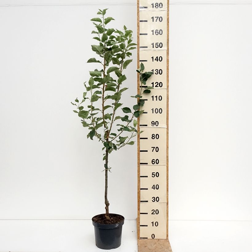 Exemplar von Goldparmäne Reine des Reinettes - Malus domestica Topf mit 7,5L/10L, Gobelet-Form wie im Sommer geliefert