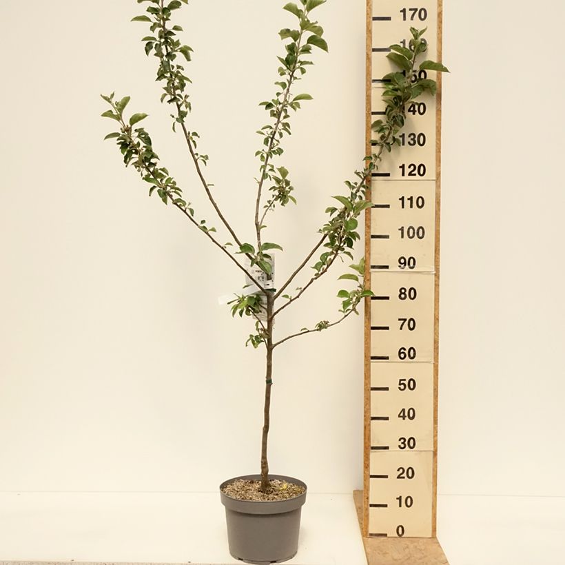 Exemplar von Apfelbaum Reinette Blanche du Canada - Malus domestica Topf mit 7,5L/10L, Gobelet-Form wie im Frühjahr geliefert