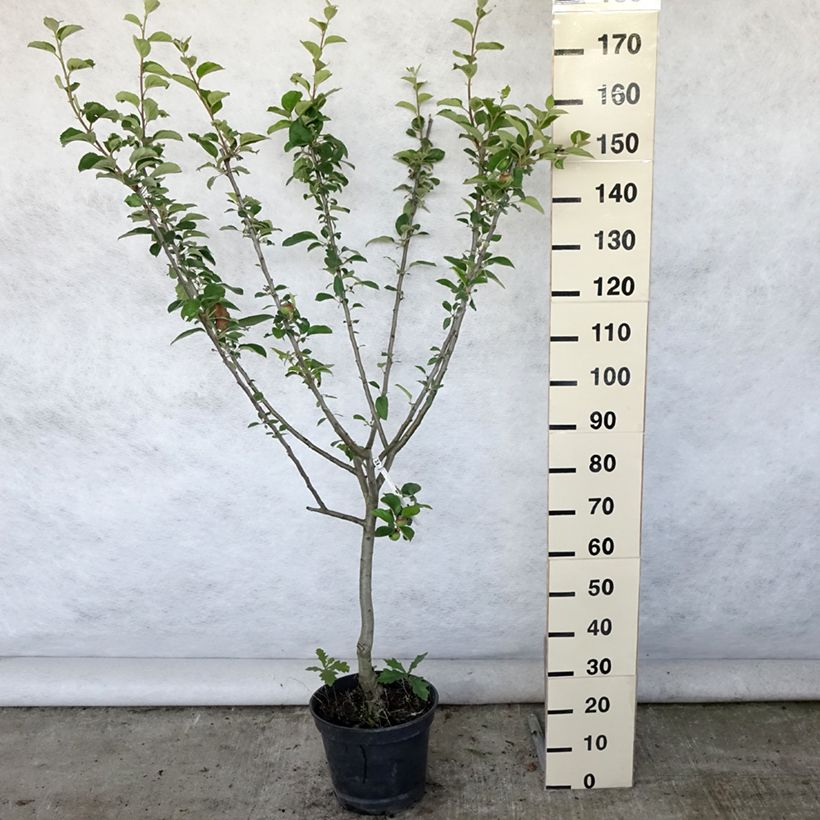 Exemplar von Apfelbaum Reinette Clochard - Malus domestica Topf mit 7,5L/10L, Gobelet-Form wie im Sommer geliefert
