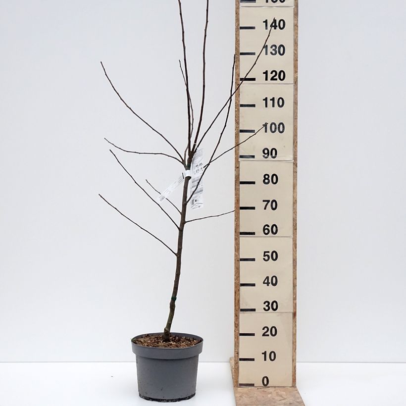 Exemplar von Apfelbaum Reinette Clochard - Malus domestica Topf mit 7,5L/10L, Gobelet-Form wie im Winter geliefert