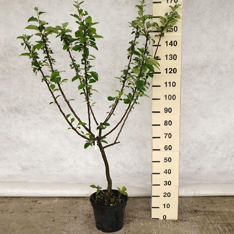Exemplar von Apfelbaum Reinette Clochard - Malus domestica Topf mit 7,5L/10L, Gobelet-Form wie im Frühjahr geliefert