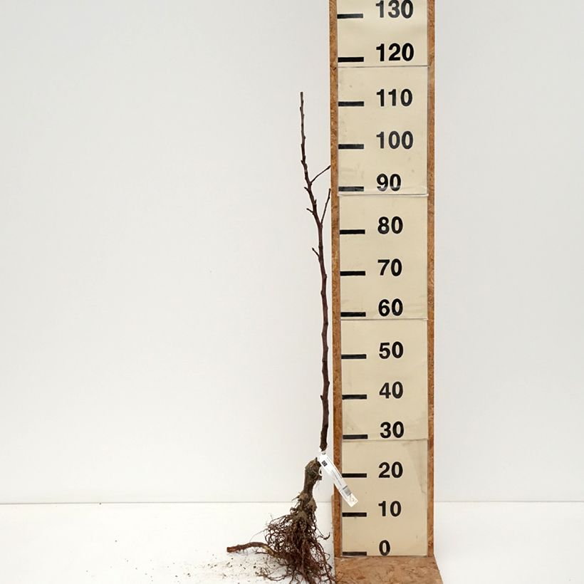 Exemplar von Apfelbaum Reinette de Brive Bio - Malus domestica Wurzelnackt, Heister wie im Winter geliefert