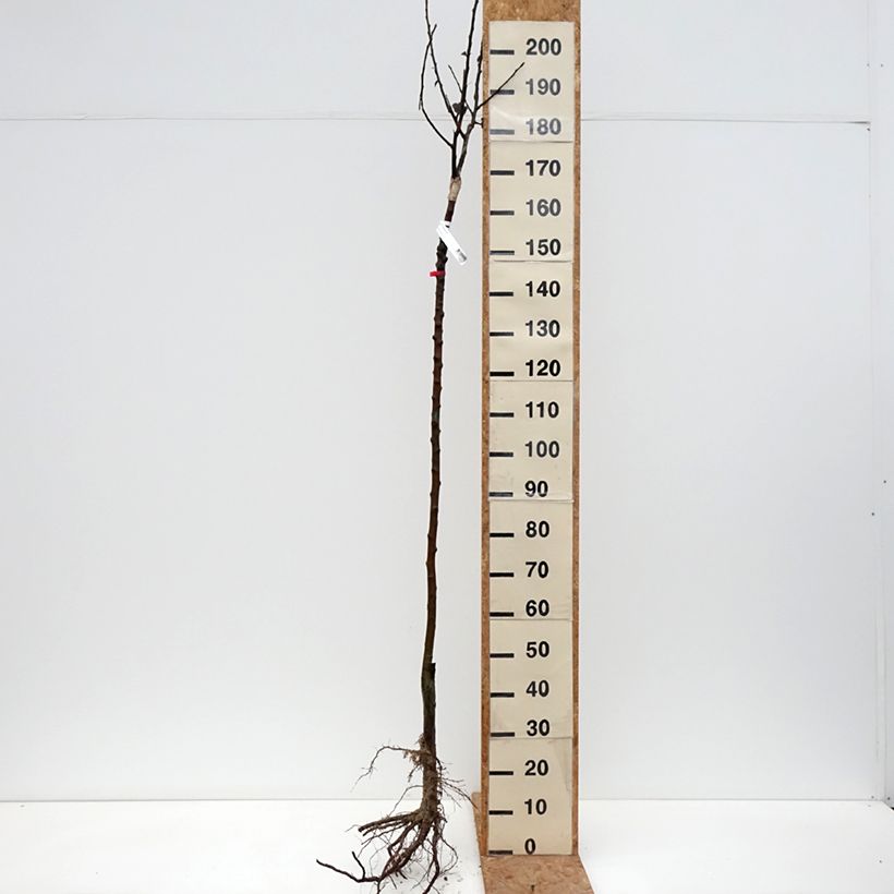 Exemplar von Apfelbaum Reinette De France - Malus domestica Wurzelnackt, Halbstamm wie im Winter geliefert