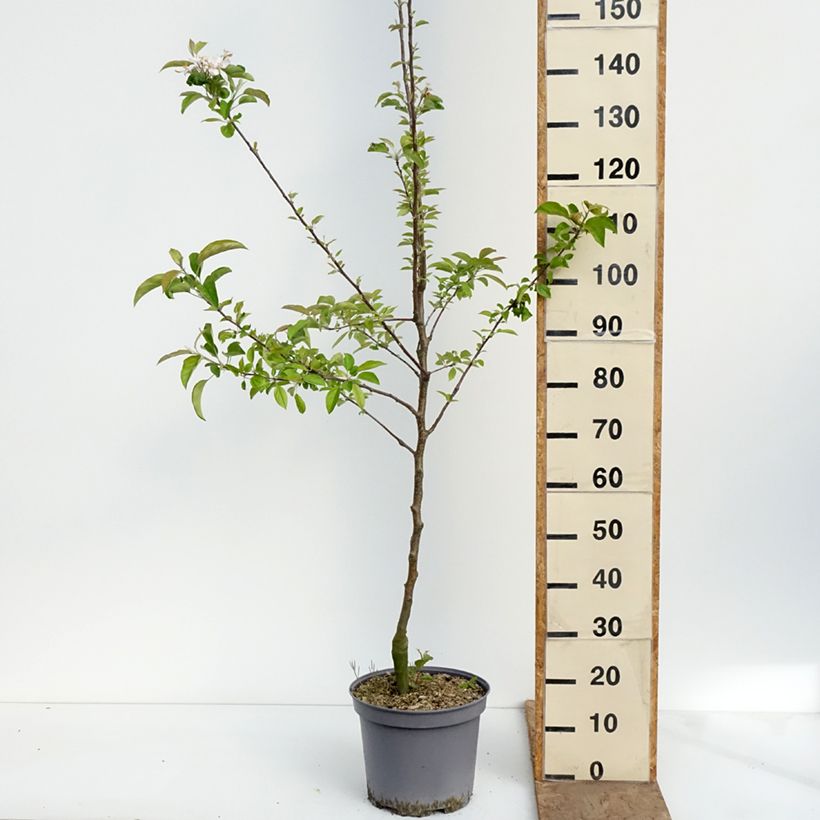 Exemplar von Apfelbaum Reinette du Mans - Malus domestica Topf mit 7,5L/10L, Gobelet-Form wie im Frühjahr geliefert