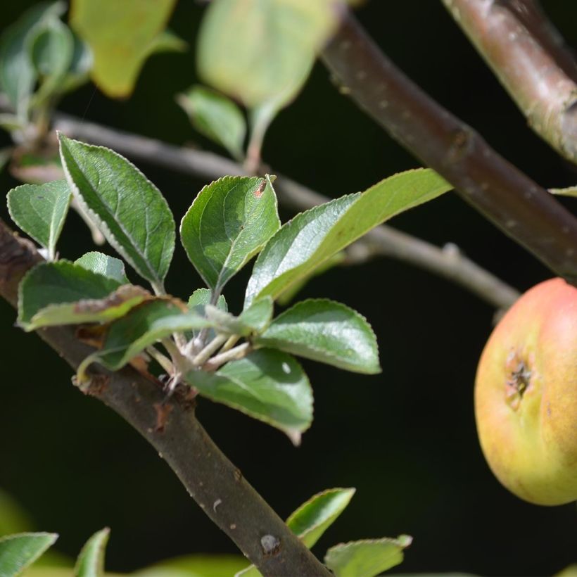 Apfelbaum Reinette grise du canada - Malus domestica (Laub)
