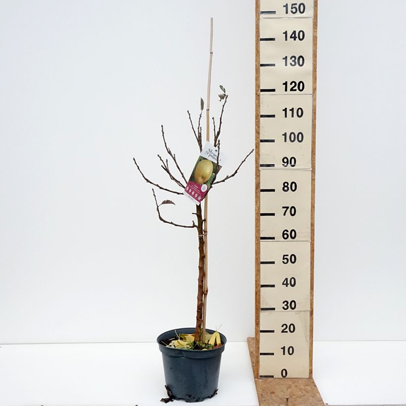 Exemplar von Apfelbaum Reinette grise du canada - Malus domestica Topf mit 7,5L/10L, Gobelet-Form wie im Herbst geliefert