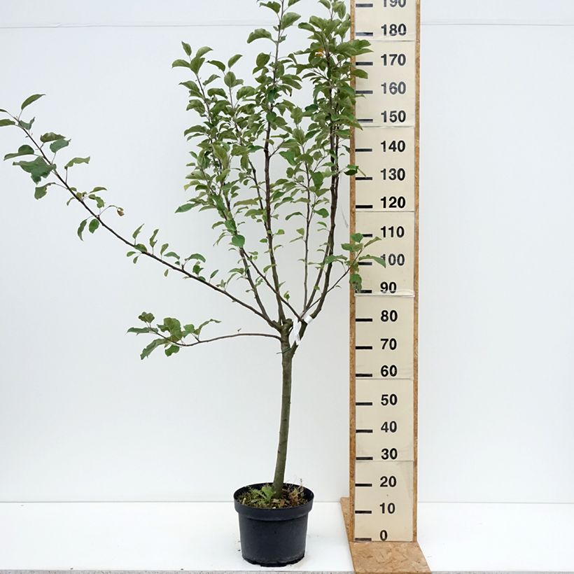 Exemplar von Apfelbaum Reinette grise du canada - Malus domestica Topf mit 7,5L/10L, Gobelet-Form wie im Sommer geliefert