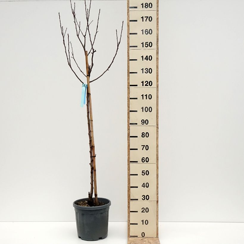 Exemplar von Apfelbaum Royal Gala - Malus domestica Topf mit 7,5L/10L, Halbstamm wie im Winter geliefert