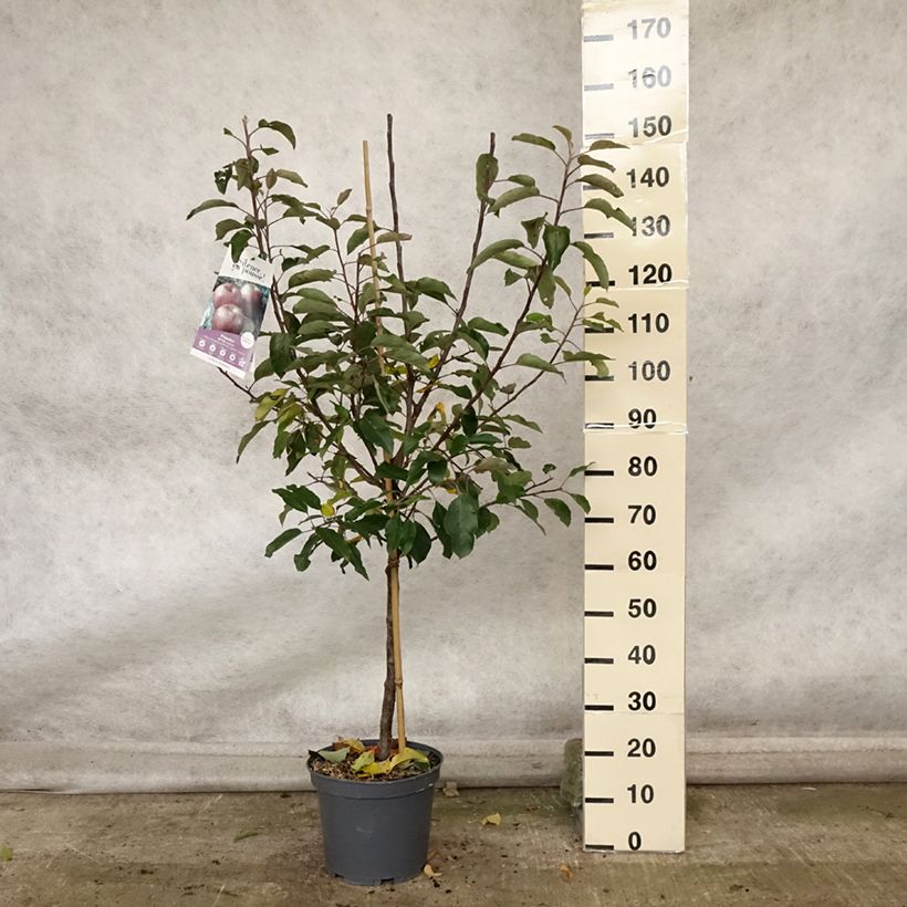 Exemplar von Apfelbaum Royal Gala - Malus domestica Topf mit 7,5L/10L, Gobelet-Form wie im Herbst geliefert