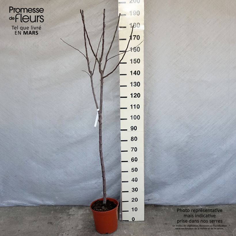 Exemplar von Apfelbaum Royal Gala - Malus domestica Topf mit 7,5L/10L, Gobelet-Form wie im Frühjahr geliefert