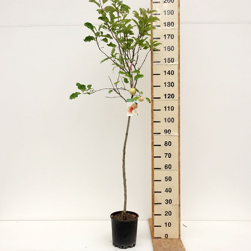 Exemplar von Apfelbaum Royal Gala - Malus domestica Topf mit 7,5L/10L, Halbstamm wie im Sommer geliefert