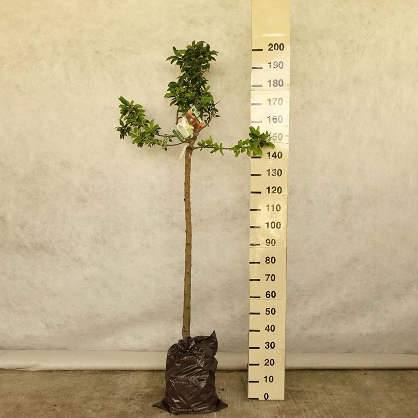 Exemplar von Apfelbaum Royale Delbard delfloga - Malus domestica Plug "Fertig-zum-Pflanzen", Halbstamm wie im Sommer geliefert