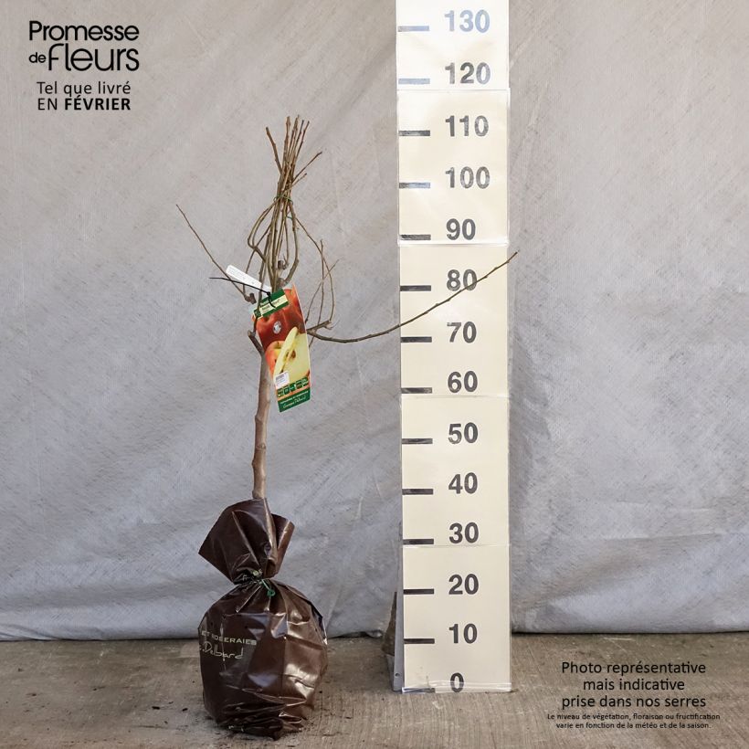 Exemplar von Apfelbaum Royale Delbard delfloga - Malus domestica Plug "Fertig-zum-Pflanzen", Gobelet-Form wie im Winter geliefert