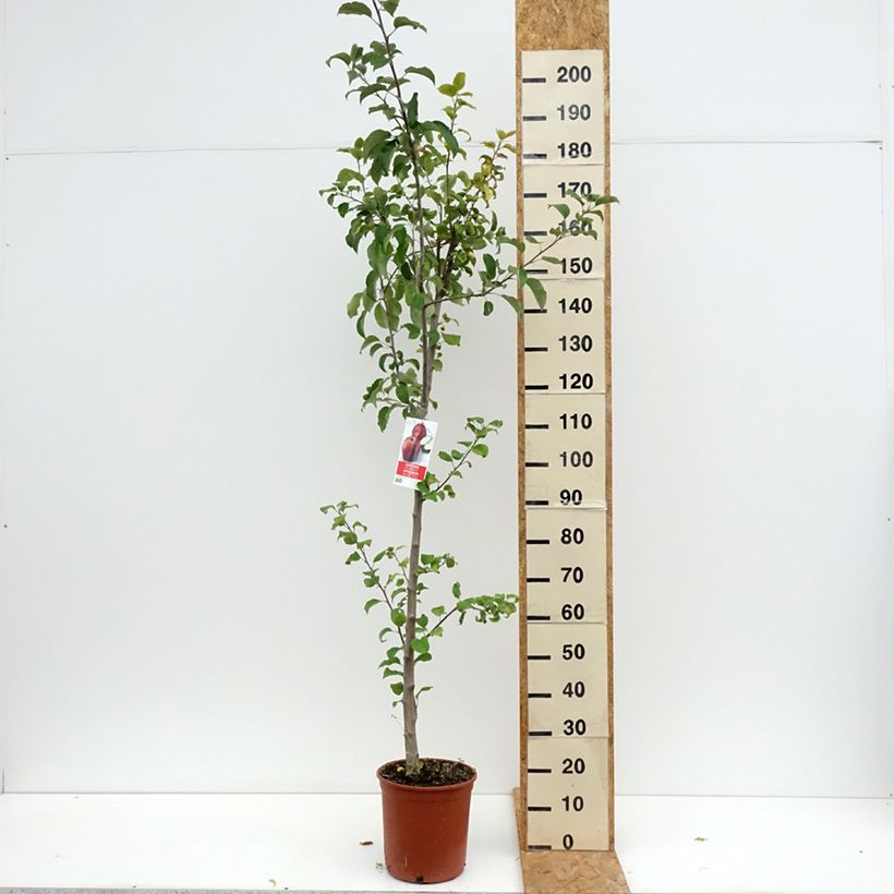 Exemplar von Apfelbaum Starking Delicious - Malus domestica Topf mit 7,5L/10L, Halbstamm wie im Sommer geliefert