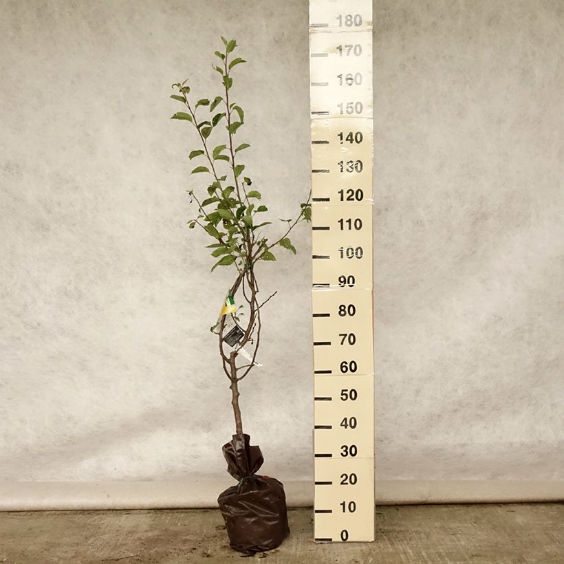 Exemplar von Apfelbaum Tentation - Malus domestica Plug "Fertig-zum-Pflanzen", Gobelet-Form wie im Sommer geliefert