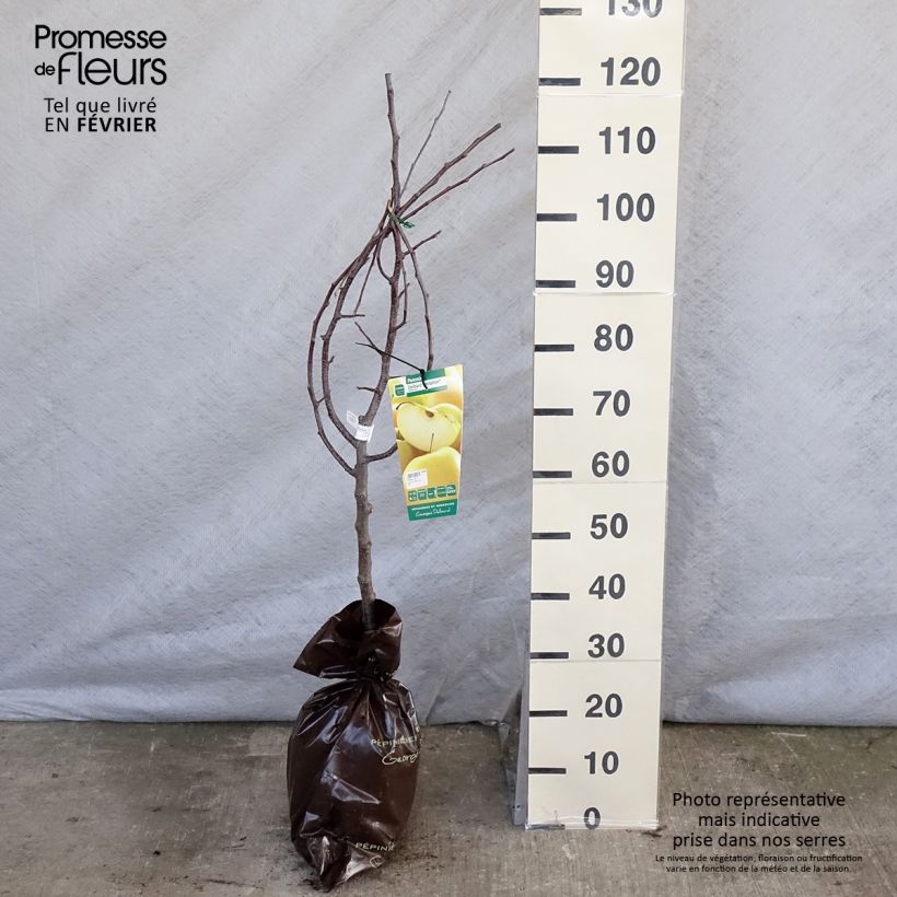Exemplar von Apfelbaum Tentation - Malus domestica Plug "Fertig-zum-Pflanzen", Gobelet-Form wie im Winter geliefert