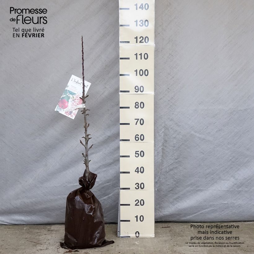 Exemplar von Säulenapfel Vaux Le Vicomte delcosu - Malus domestica Plug "Fertig-zum-Pflanzen", Säulenförmig wie im Winter geliefert