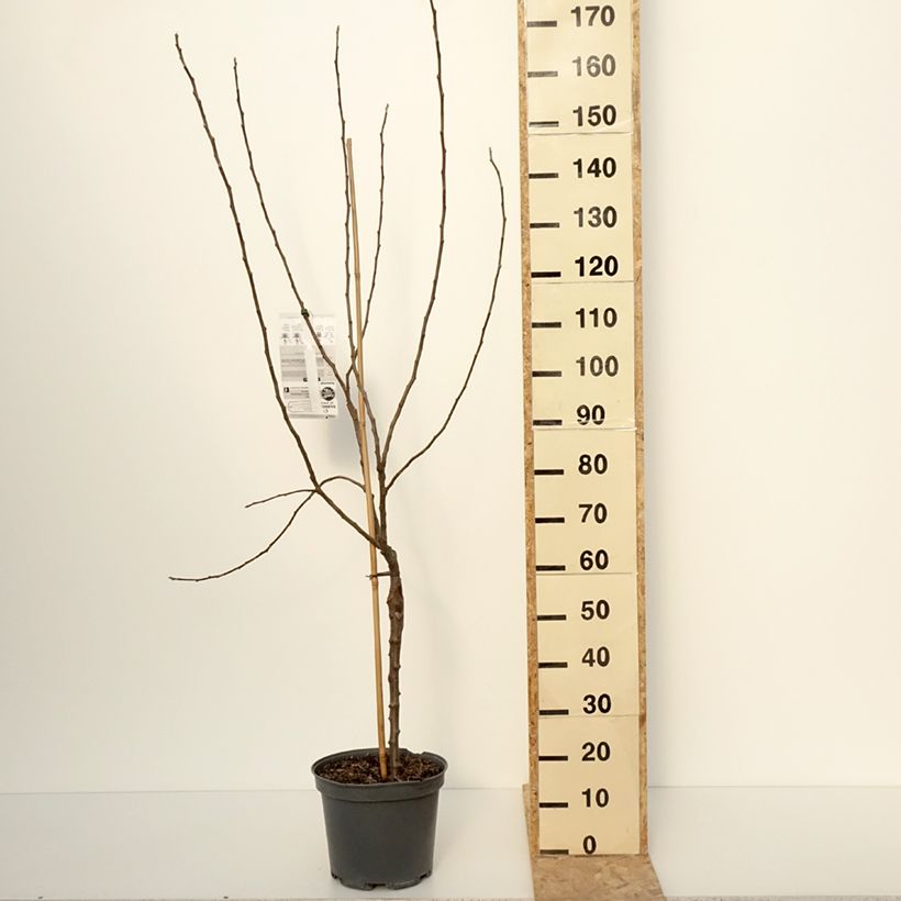 Exemplar von Apfelbaum Winter Banana - Malus domestica Topf mit 7,5L/10L, Gobelet-Form wie im Winter geliefert