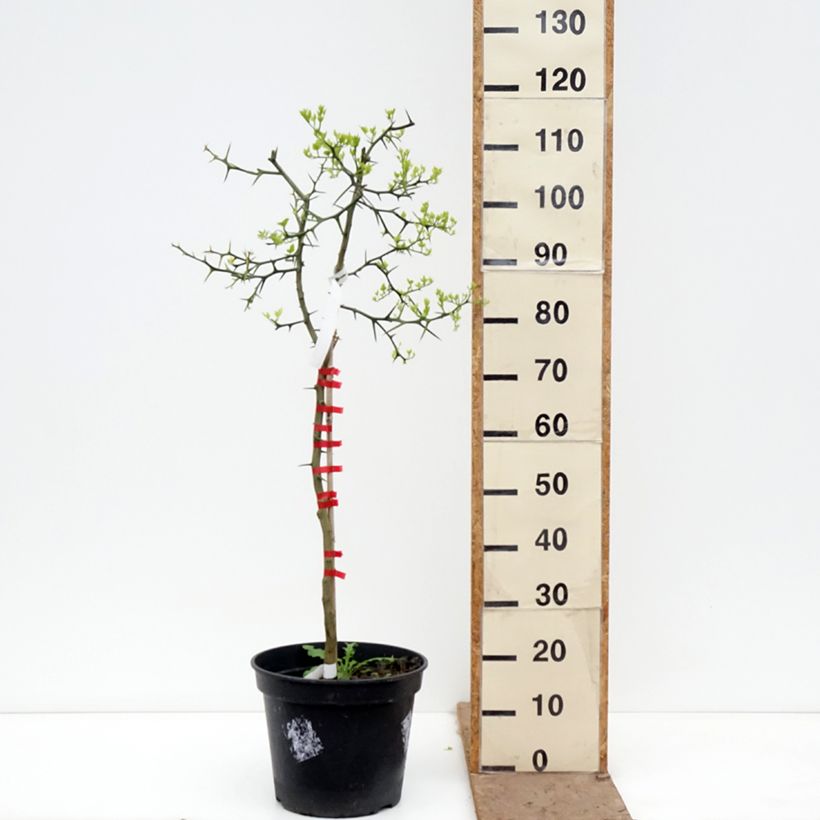 Exemplar von Dreiblättrige Orange - Poncirus trifoliata Topf mit 7,5L/10L wie im Frühjahr geliefert