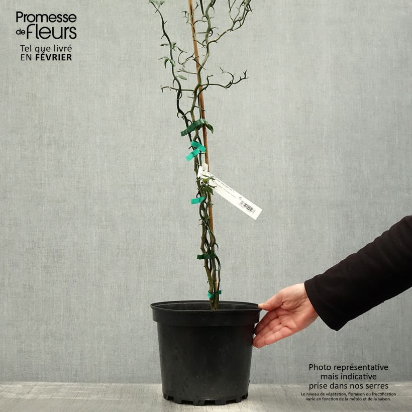 Exemplar von Dreiblättrige Orange Flying Dragon - Poncirus trifoliata Topf mit 2L/3L wie im Winter geliefert