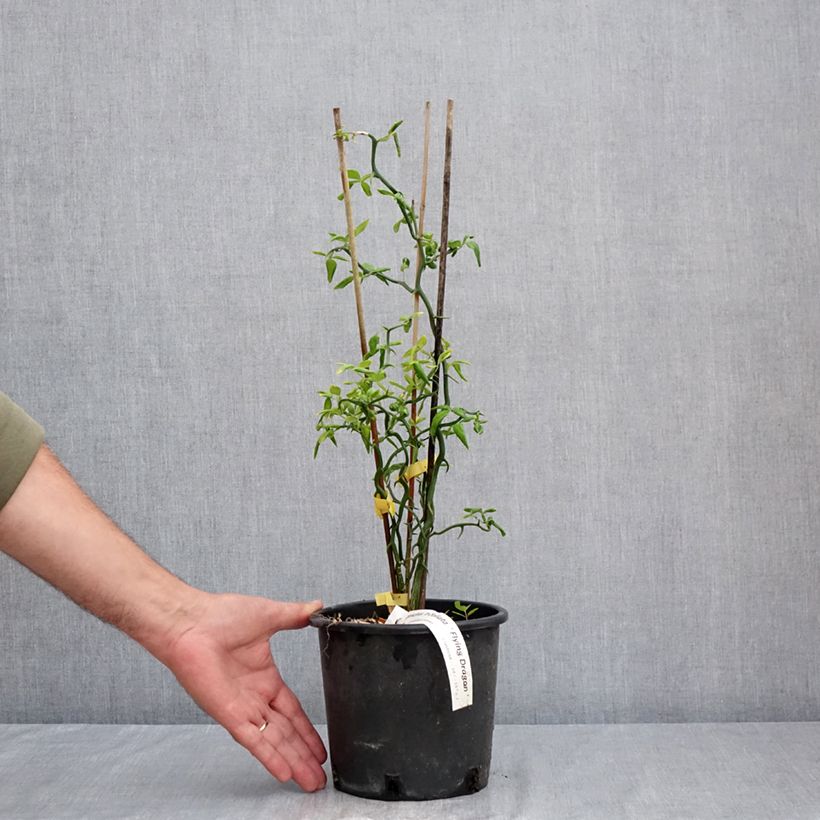 Exemplar von Dreiblättrige Orange Flying Dragon - Poncirus trifoliata Topf mit 2L/3L wie im Sommer geliefert