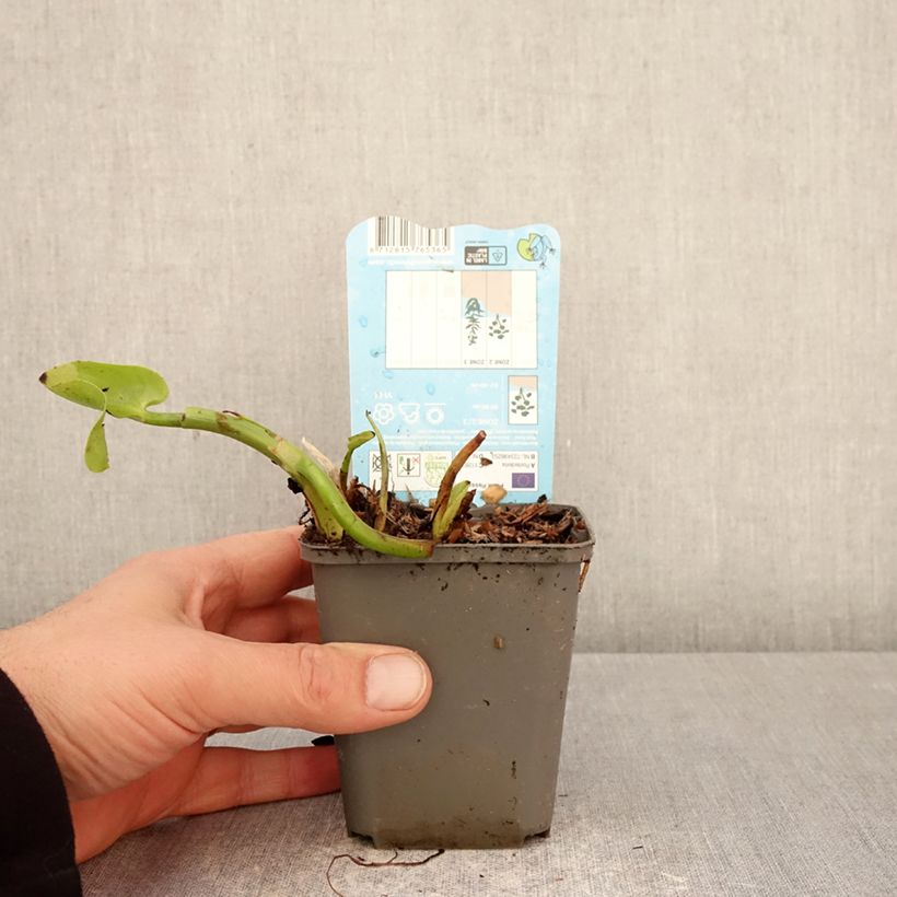 Exemplar von Pontederia cordata Pink Pons - Hechtkraut Kleine Töpfe von 8/9 cm wie im Frühjahr geliefert