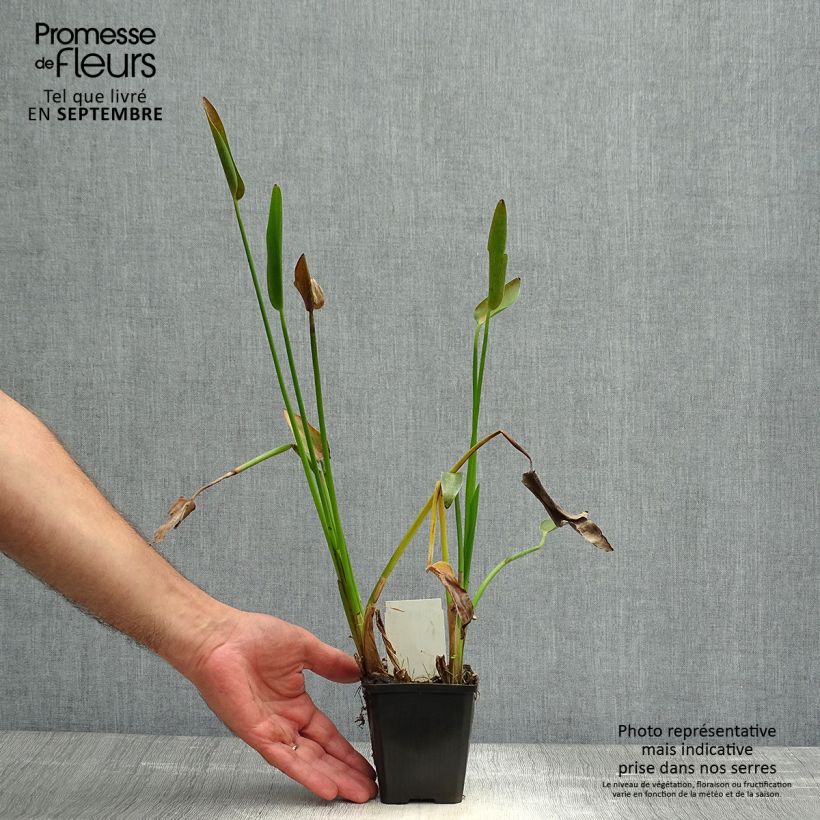 Exemplar von Pontederia lanceolata - Herzblättriges Hechtkraut Kleine Töpfe von 8/9 cm wie im Herbst geliefert