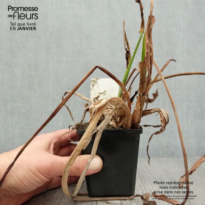 Exemplar von Pontederia lanceolata - Herzblättriges Hechtkraut Kleine Töpfe von 8/9 cm wie im Winter geliefert