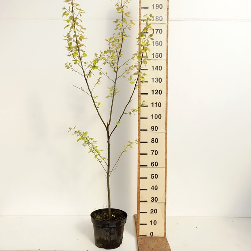 Exemplar von Silber-Pappel Richardii - Populus alba Topf mit 4L/5L wie im Frühjahr geliefert