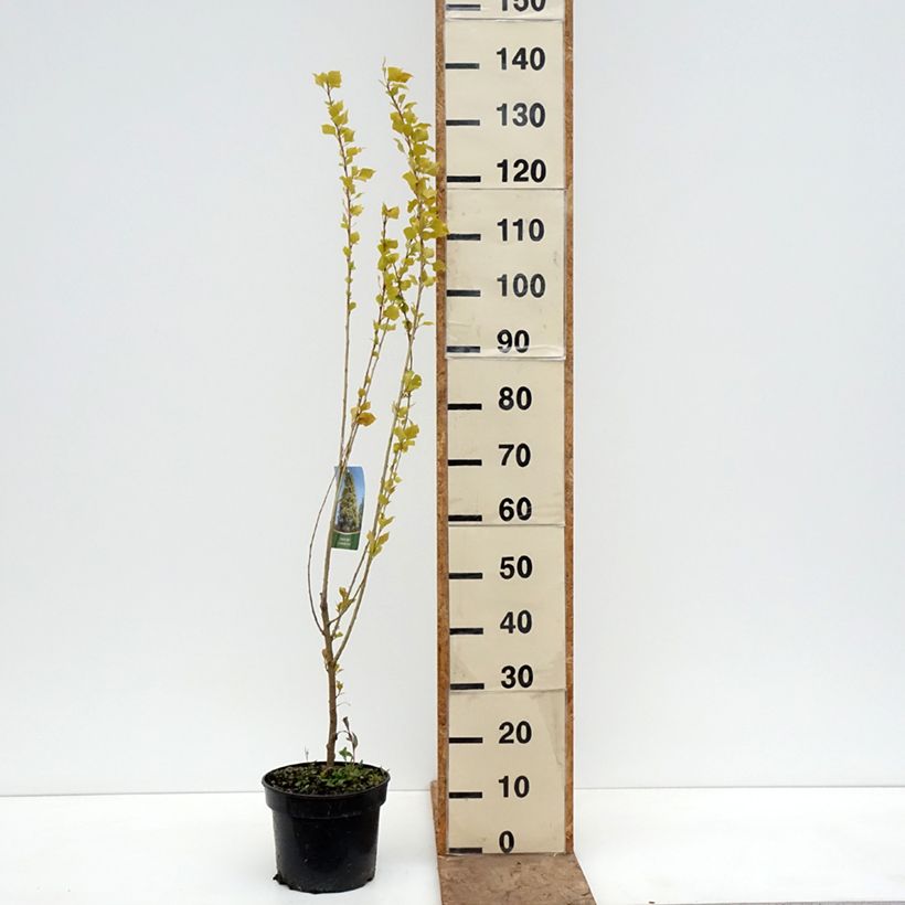 Exemplar von Schwarz-Pappel Lombardy Gold - Populus nigra Topf mit 3L/4L wie im Frühjahr geliefert