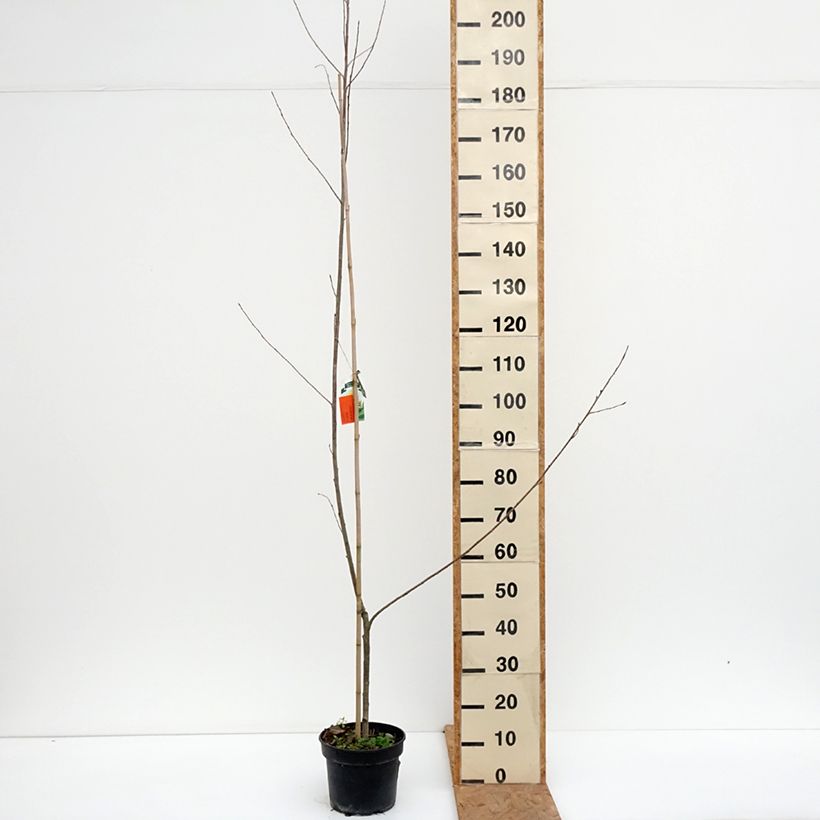 Exemplar von Bastard-Schwarz Serotina Aurea -Populus x canadensis x euramericana Topf mit 4L/5L wie im Herbst geliefert