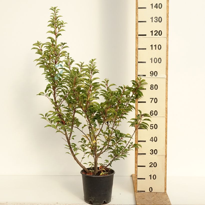 Exemplar von Bastard-Schwarz Serotina Aurea -Populus x canadensis x euramericana Topf mit 4L/5L wie im Sommer geliefert