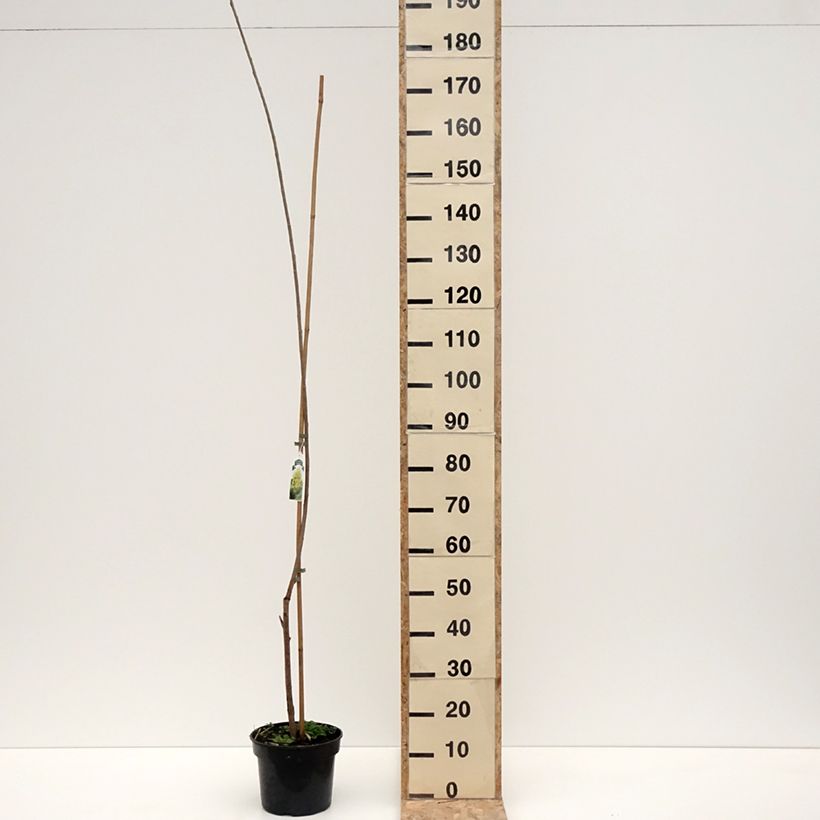 Exemplar von Bastard-Schwarz Serotina Aurea -Populus x canadensis x euramericana Topf mit 4L/5L wie im Winter geliefert