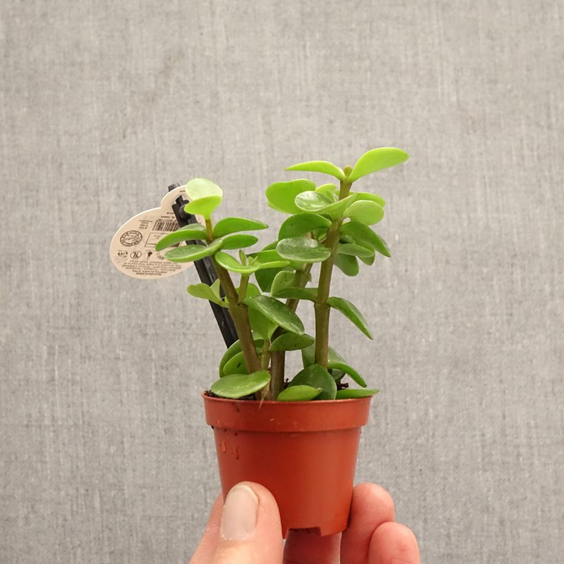 Exemplar von Portulacaria afra Variegata - Strauch-Portulak Mini-Pflanze wie im Frühjahr geliefert
