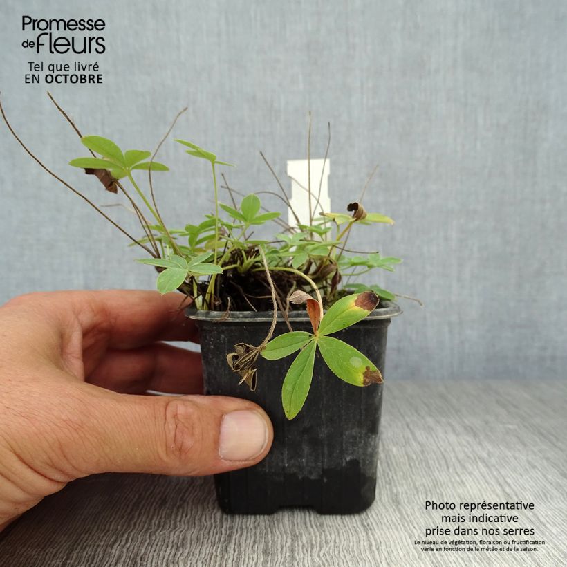 Exemplar von Weißes Fingerkraut - Potentilla alba Kleine Töpfe von 8/9 cm wie im Herbst geliefert