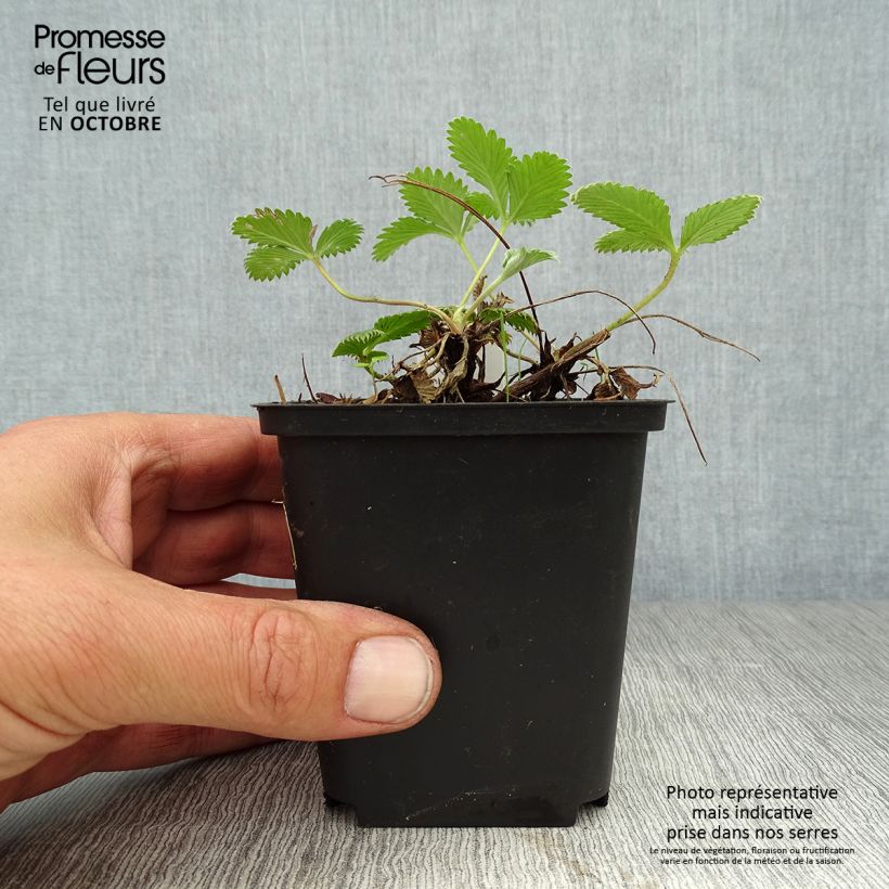 Exemplar von Potentilla Arc en Ciel - Gefülltes Fingerkraut Kleine Töpfe von 8/9 cm wie im Herbst geliefert