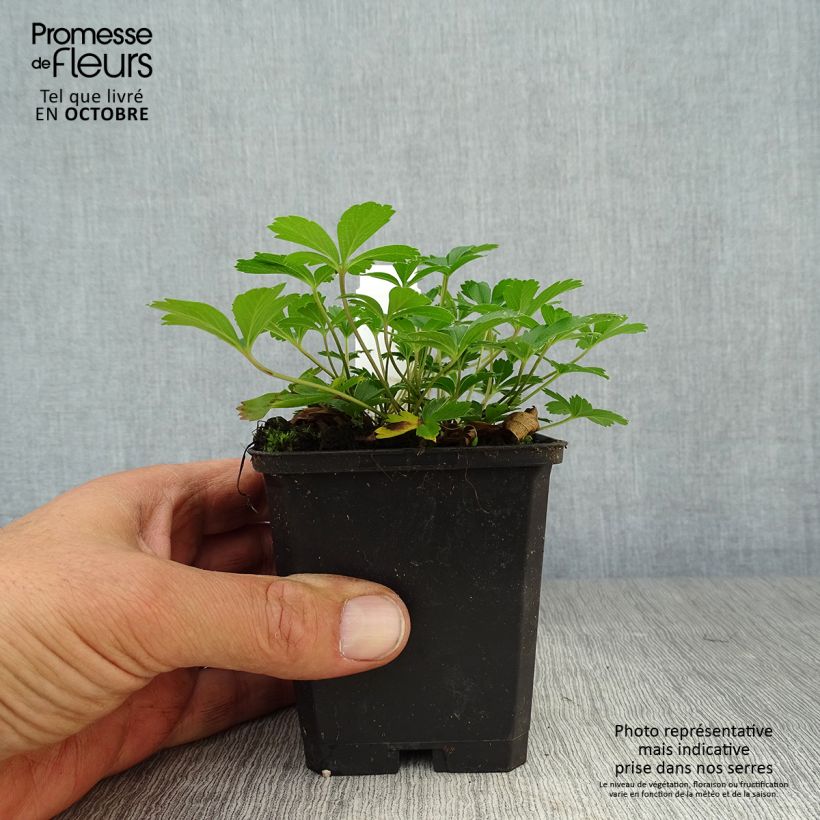 Exemplar von Gold-Fingerkraut - Potentilla aurea Kleine Töpfe von 8/9 cm wie im Herbst geliefert