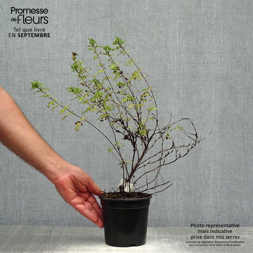 Exemplar von Fingerstrauch Abbotswood - Potentilla fruticosa Topf mit 1L/1,5L wie im Herbst geliefert
