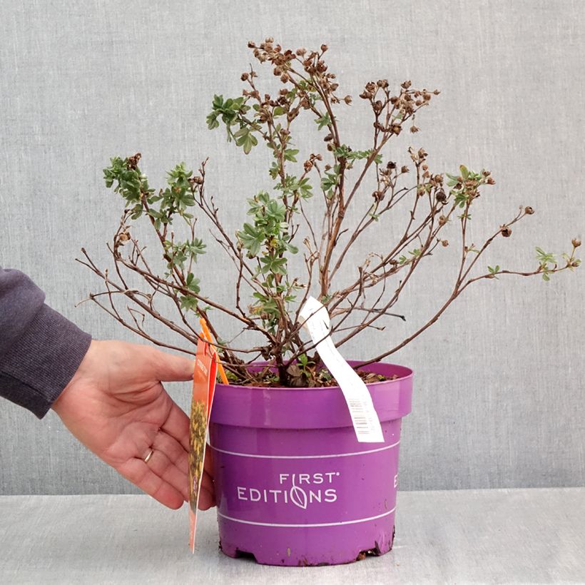 Exemplar von Fingerstrauch Citrus Tart - Potentilla fruticosa Topf mit 2L/3L wie im Herbst geliefert