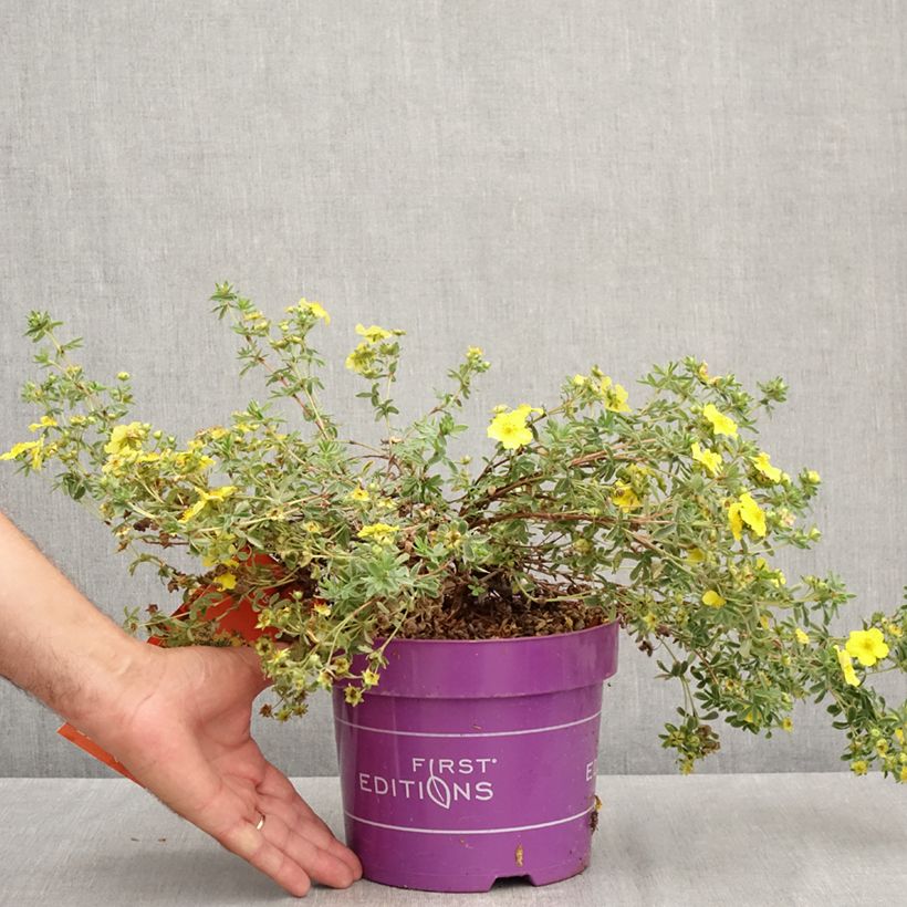 Exemplar von Fingerstrauch Citrus Tart - Potentilla fruticosa Topf mit 2L/3L wie im Sommer geliefert
