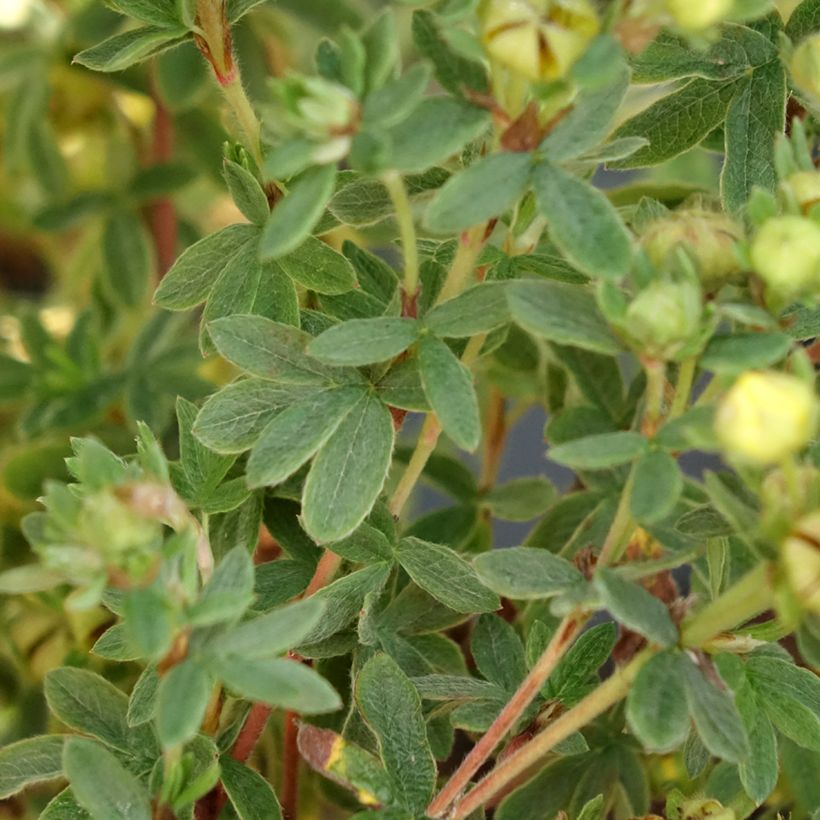 Fingerstrauch Citrus Tart - Potentilla fruticosa (Laub)