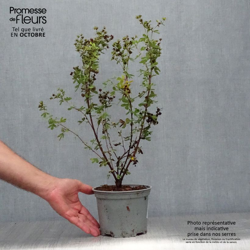 Exemplar von Fingerstrauch Creme brulée - Potentilla fruticosa Topf mit 2L/3L wie im Herbst geliefert