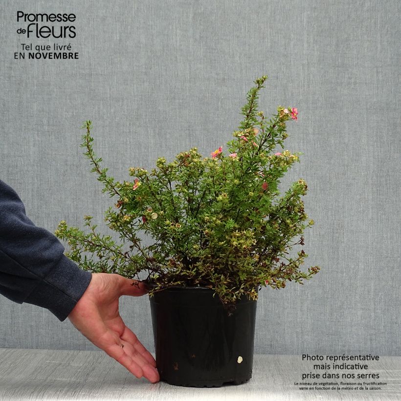 Exemplar von Fingerstrauch Danny Boy - Potentilla fruticosa Topf mit 2L/3L wie im Herbst geliefert