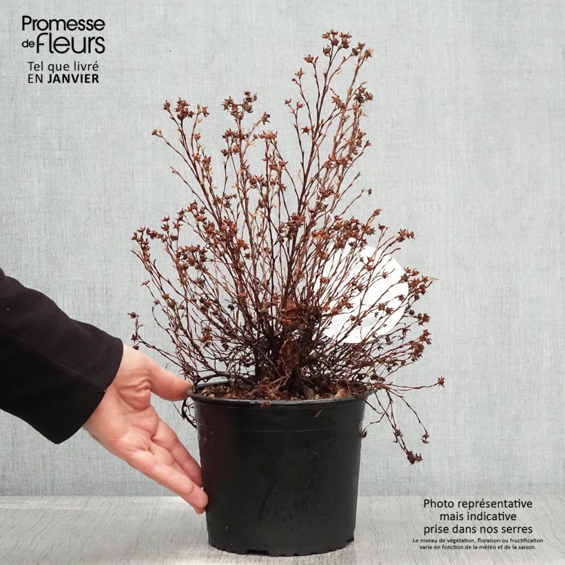 Exemplar von Fingerstrauch Danny Boy - Potentilla fruticosa Topf mit 2L/3L wie im Winter geliefert