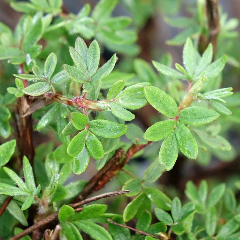 Fingerstrauch Double Punch Pink - Potentilla fruticosa  (Laub)