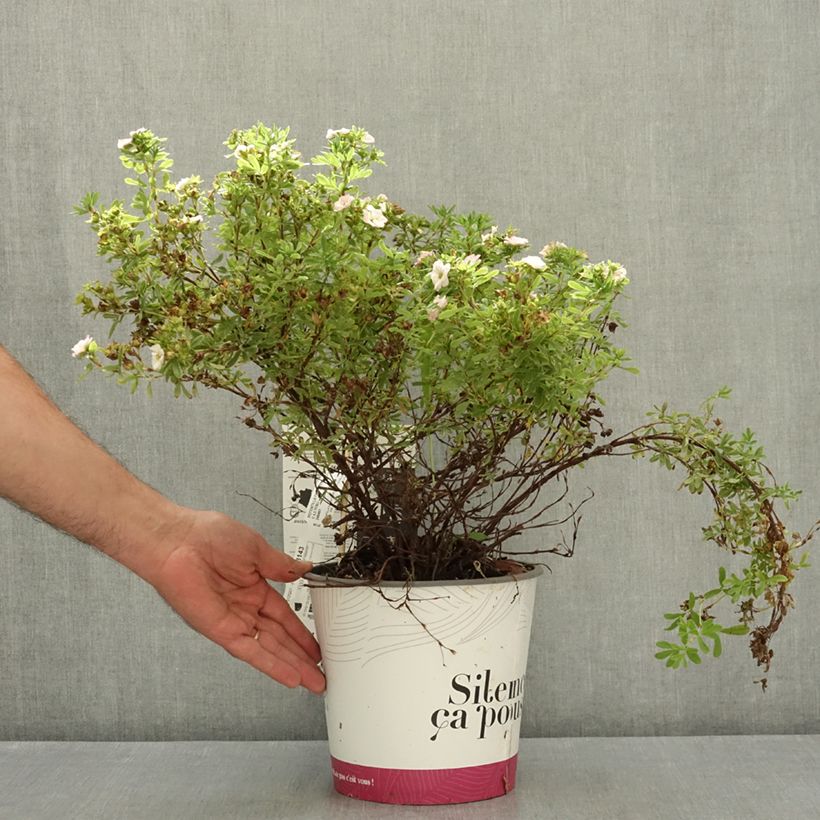 Exemplar von Fingerstrauch Double Punch Pink - Potentilla fruticosa  Topf mit 4L/5L wie im Sommer geliefert